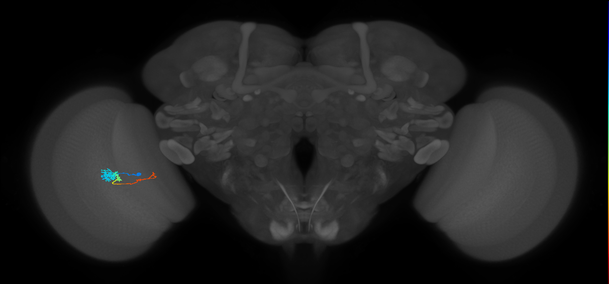 Tm4_L (MaleCNS:539634)