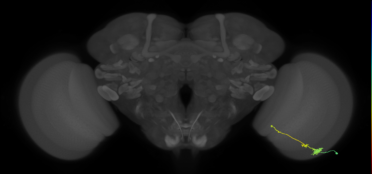 Tm4_R (MaleCNS:64454)