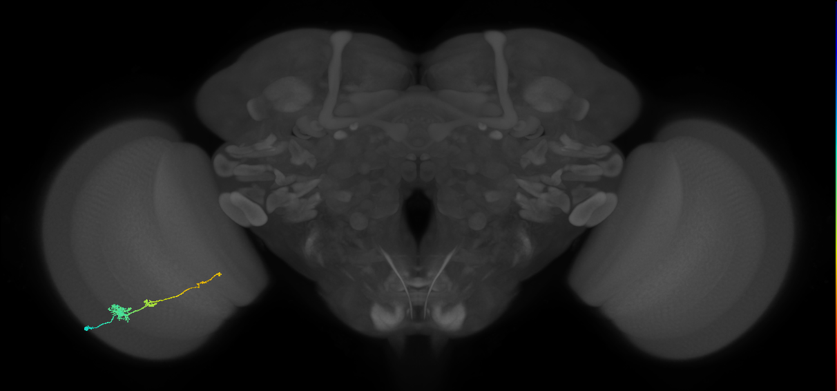 Tm4_L (MaleCNS:527337)