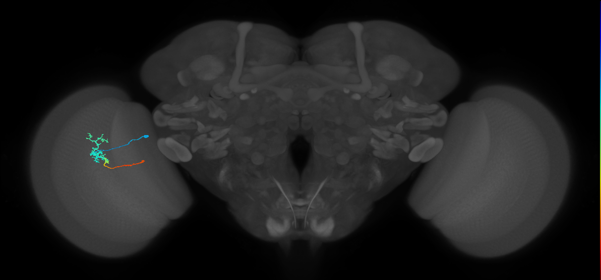 Tm4_L (MaleCNS:533885)