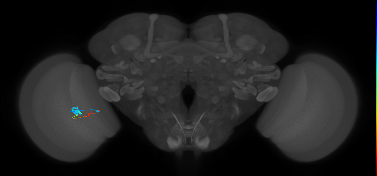 Tm4_L (MaleCNS:519484)