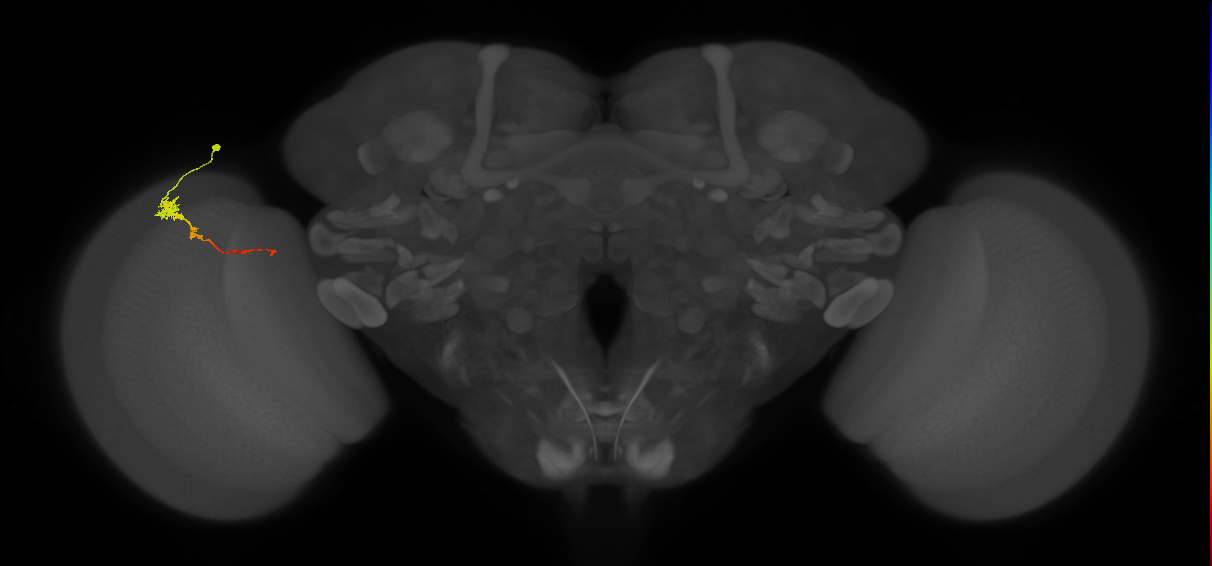 Tm4_L (MaleCNS:169669)