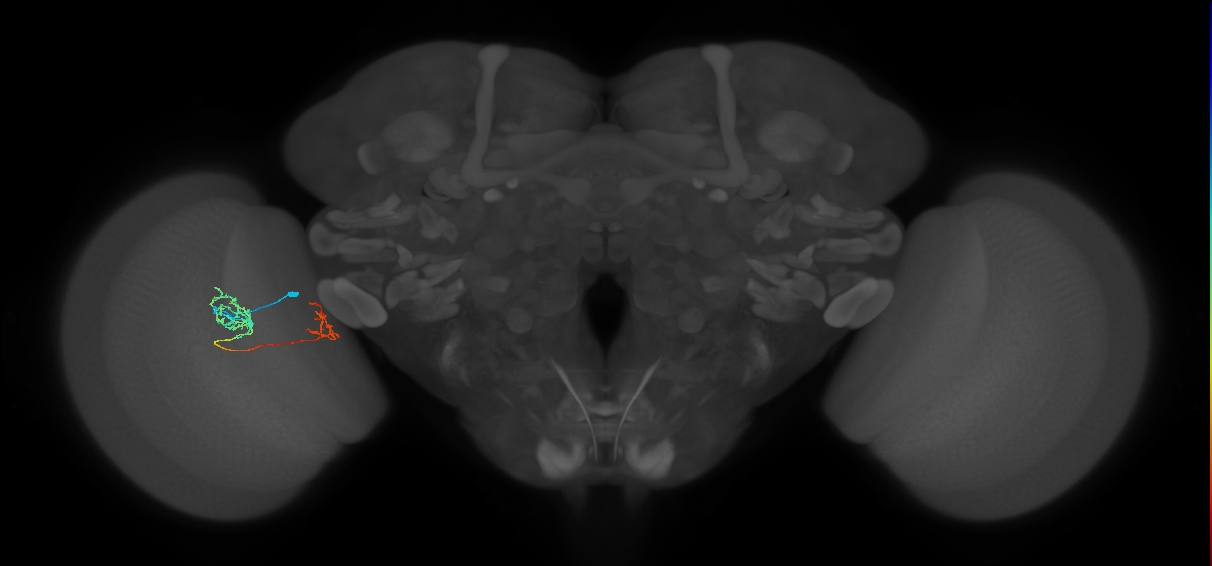 Tm40_L (MaleCNS:130247)