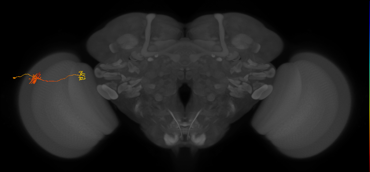 Tm40_L (MaleCNS:144396)