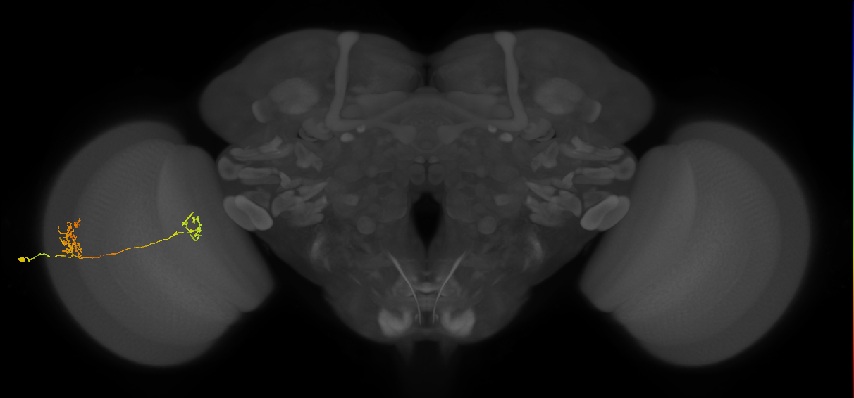Tm40_L (MaleCNS:526073)