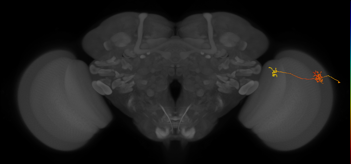 Tm40_R (MaleCNS:104428)