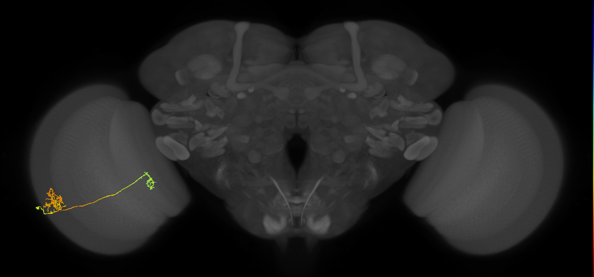 Tm40_L (MaleCNS:71005)