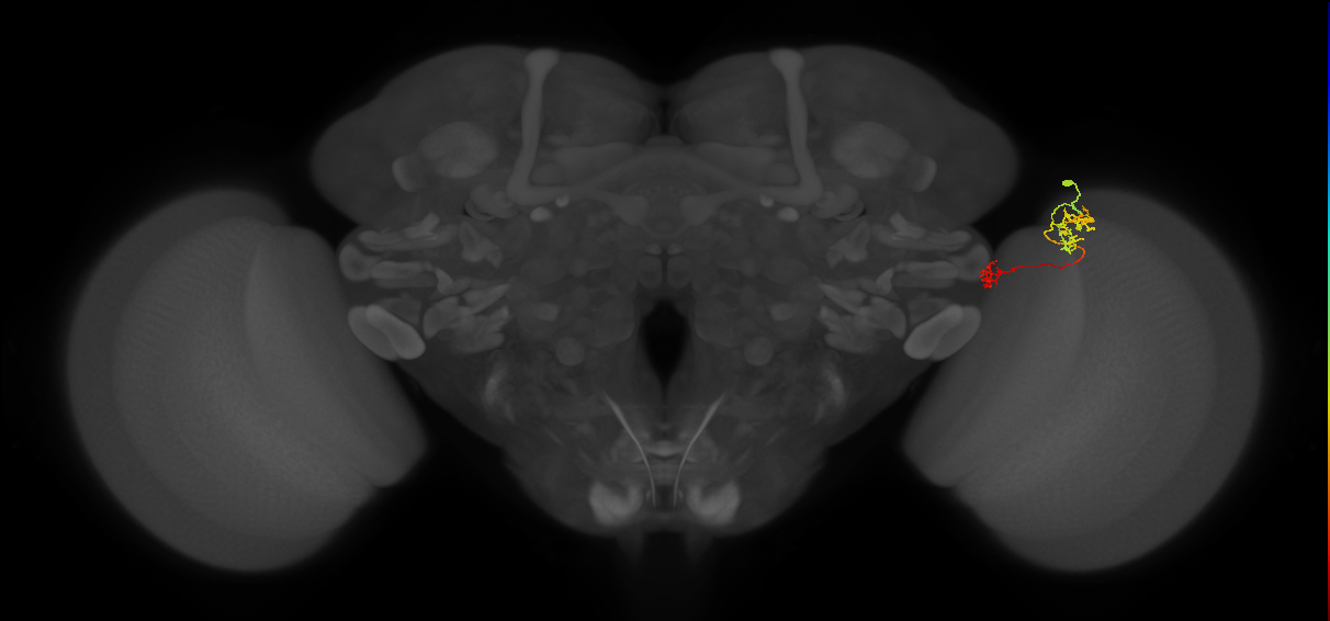Tm40_R (MaleCNS:105322)