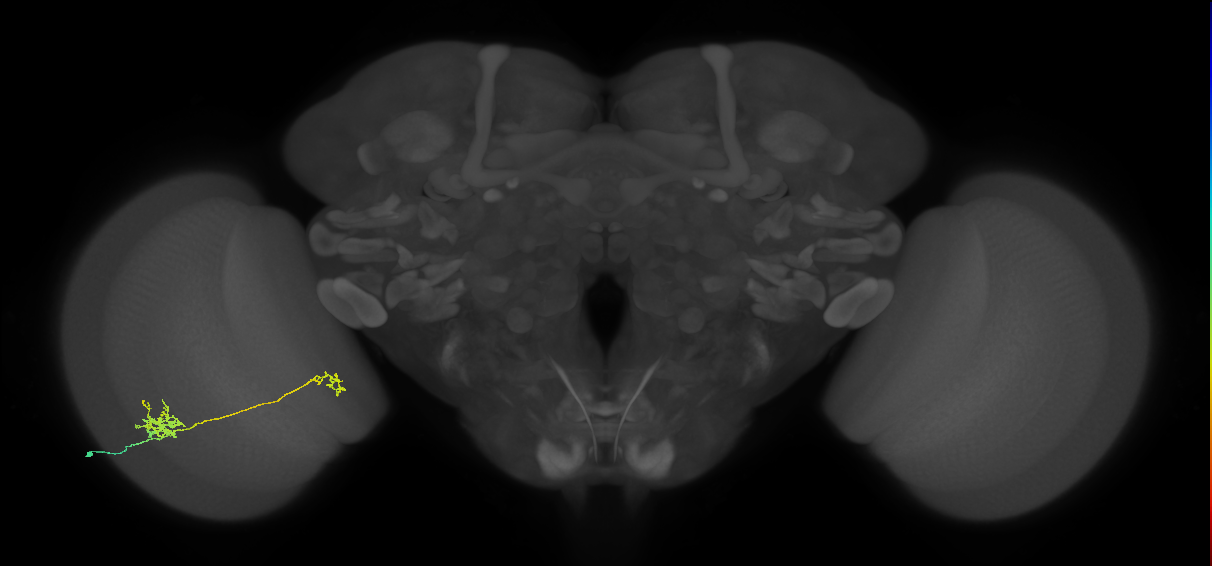 Tm40_L (MaleCNS:115960)