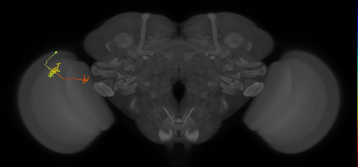 Tm40_L (MaleCNS:157138)