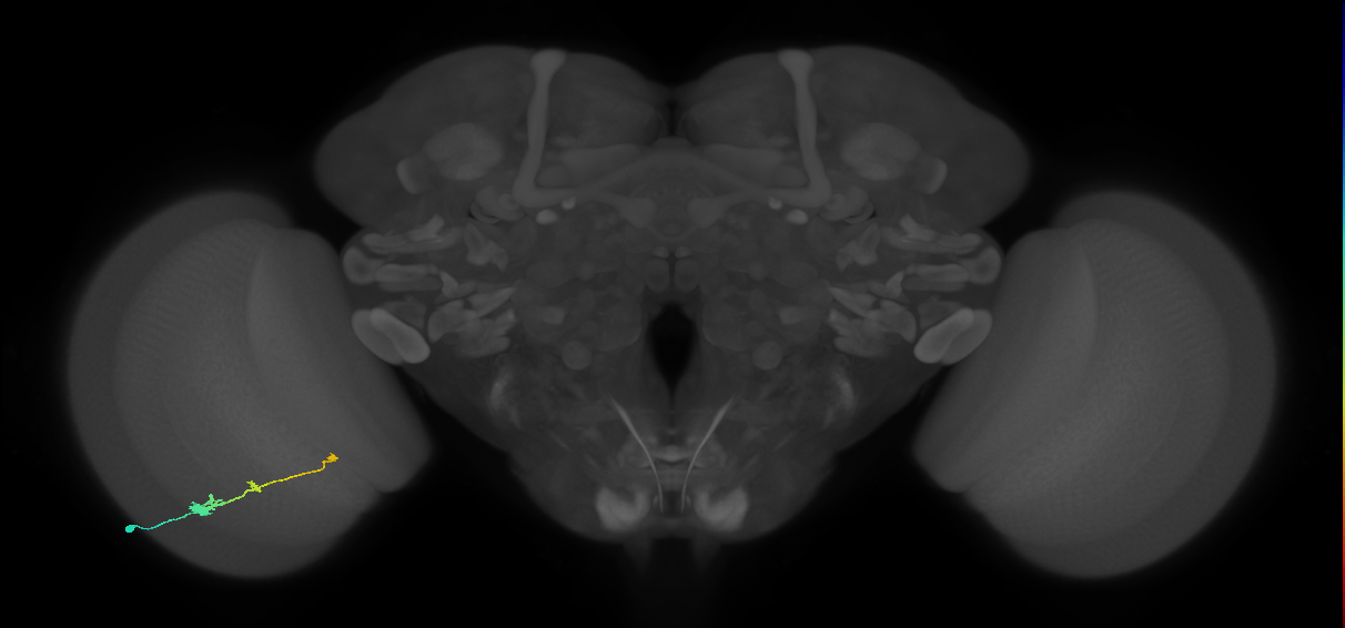 Tm2_L (MaleCNS:53925)