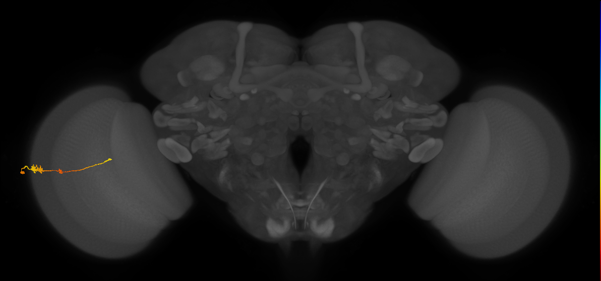 Tm2_L (MaleCNS:516506)