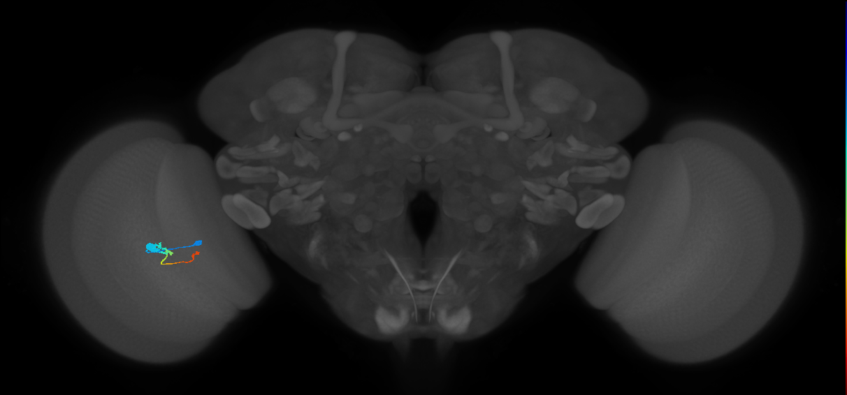 Tm2_L (MaleCNS:518808)