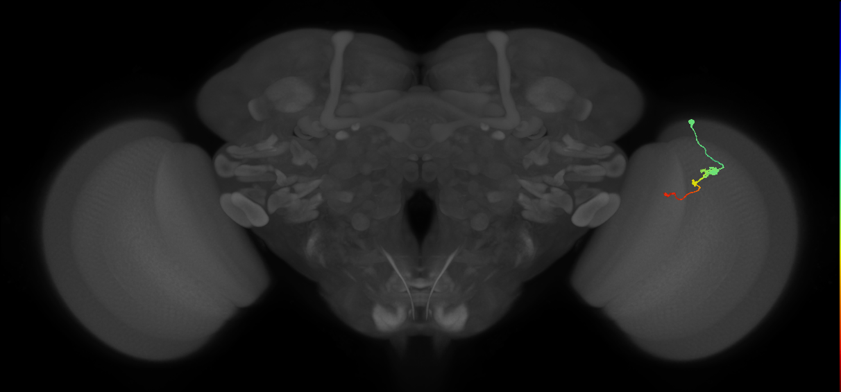 Tm2_R (MaleCNS:59402)