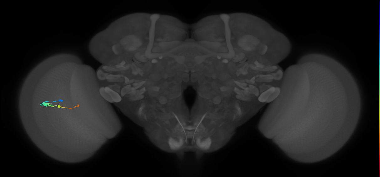 Tm2_L (MaleCNS:76804)