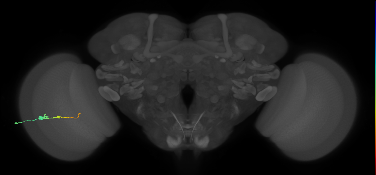 Tm2_L (MaleCNS:516413)