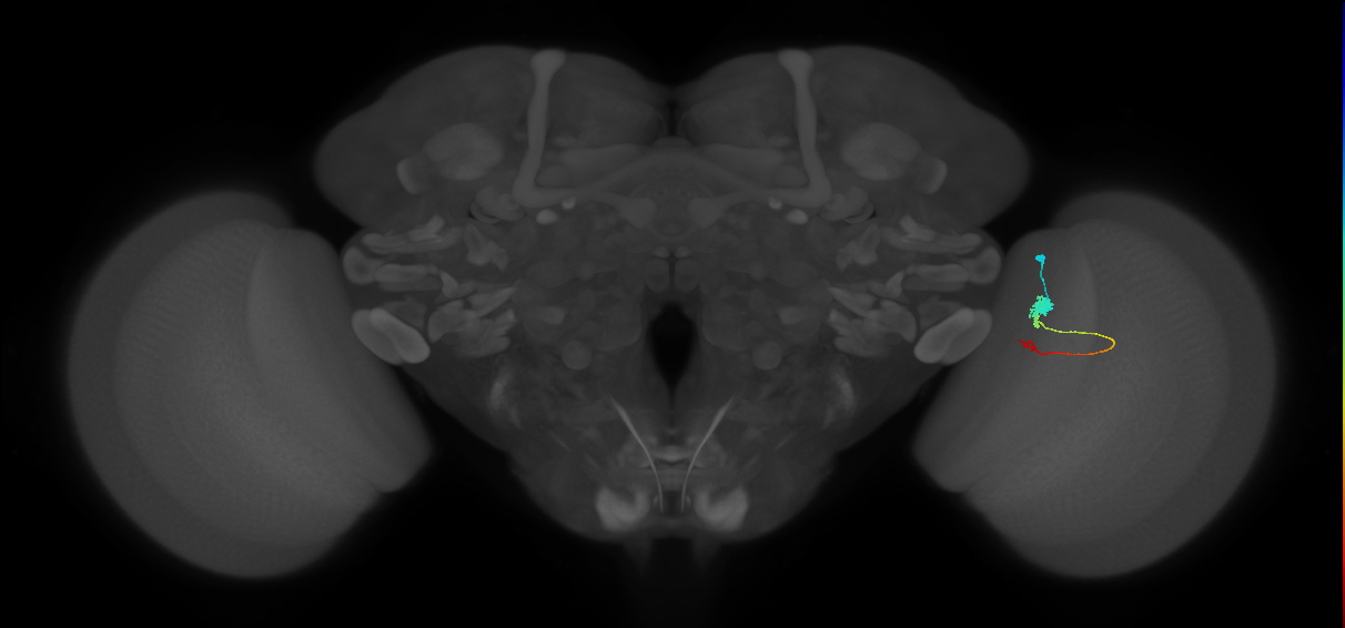 Tm2_R (MaleCNS:75626)