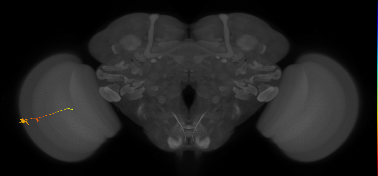 Tm2_L (MaleCNS:527294)