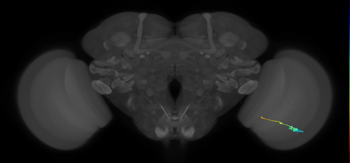 Tm2_R (MaleCNS:49974)