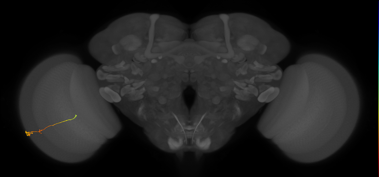 Tm2_L (MaleCNS:516837)