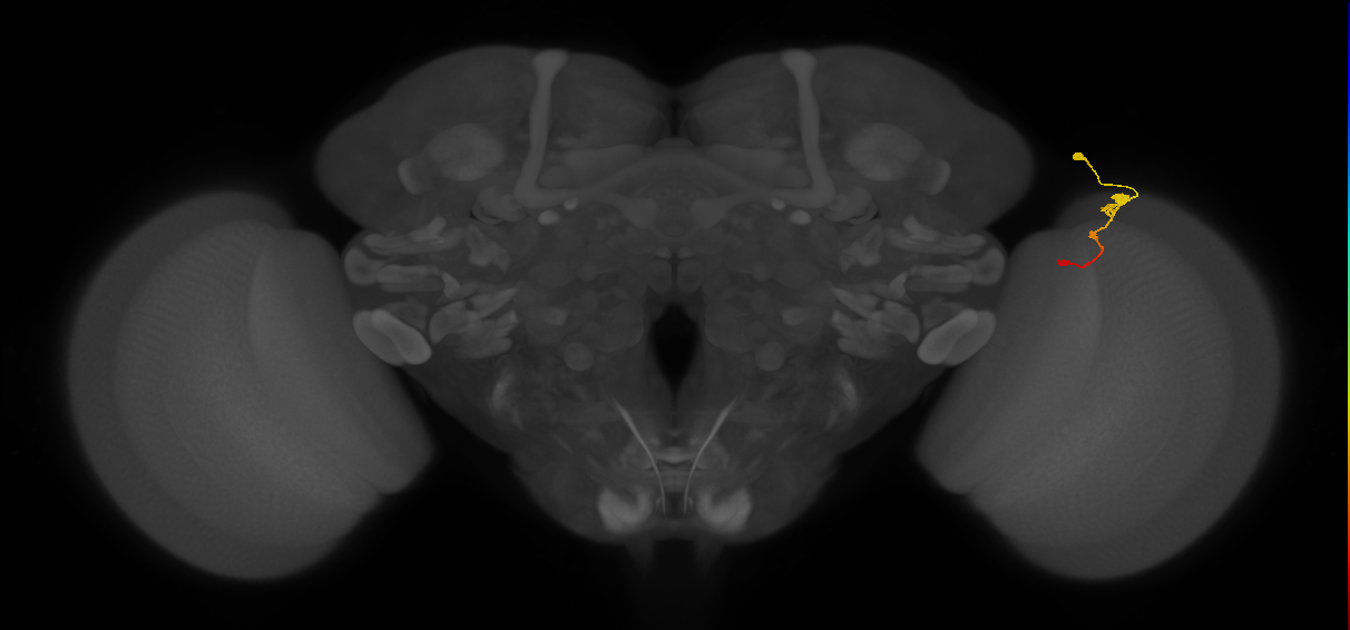 Tm2_R (MaleCNS:79097)