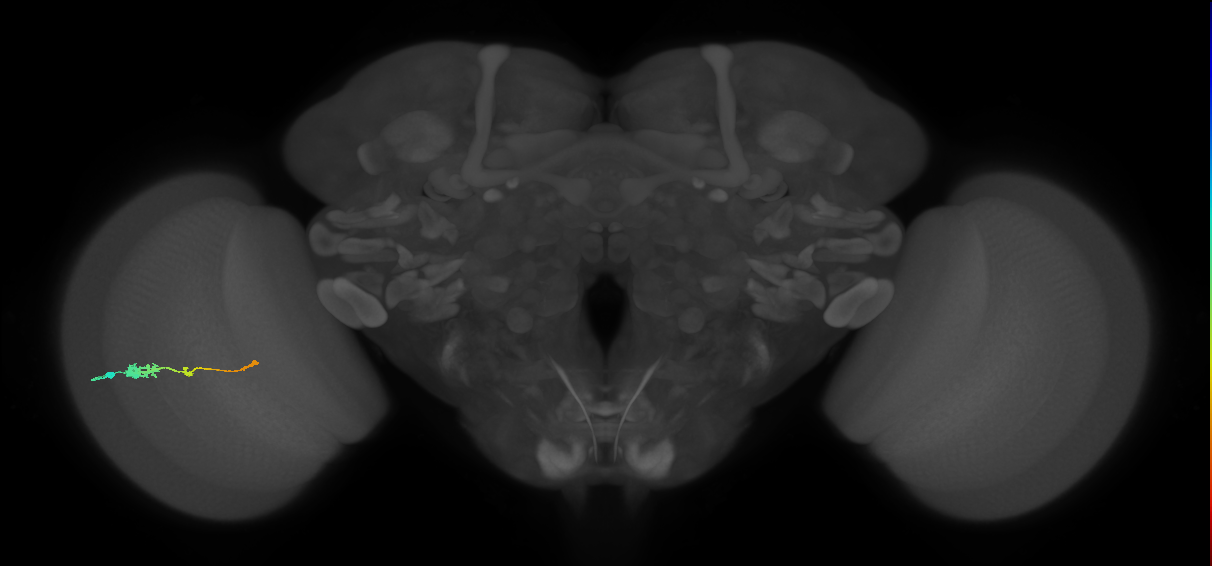 Tm2_L (MaleCNS:49152)