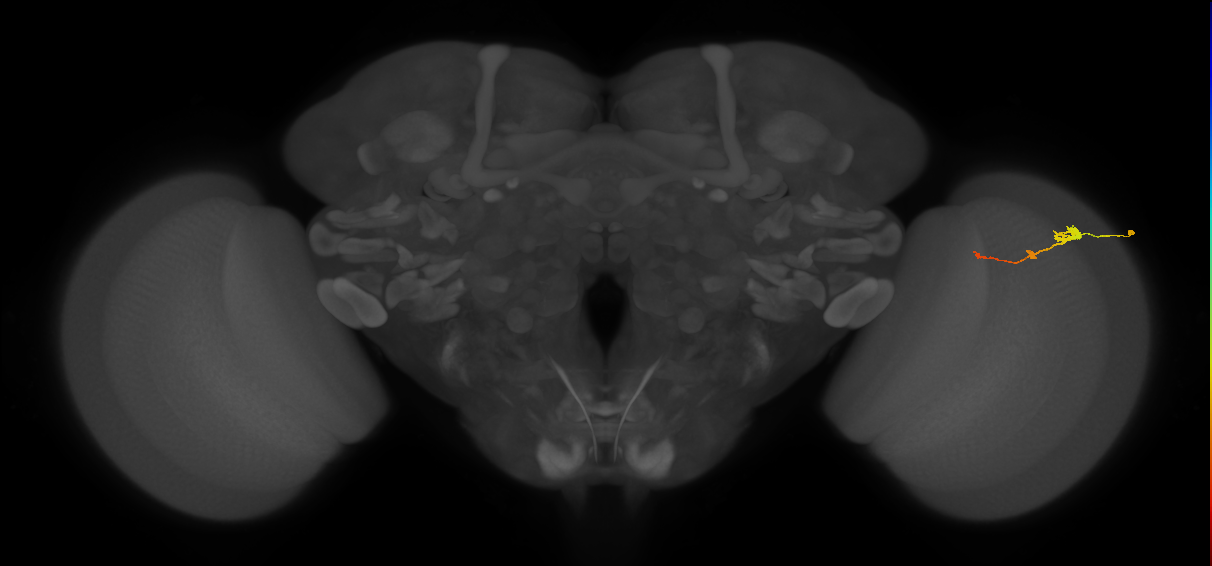 Tm2_R (MaleCNS:66746)