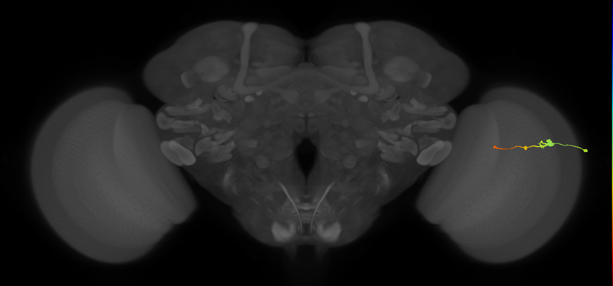 Tm2_R (MaleCNS:60062)