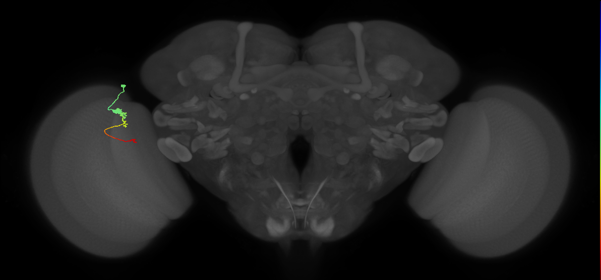 Tm2_L (MaleCNS:61330)