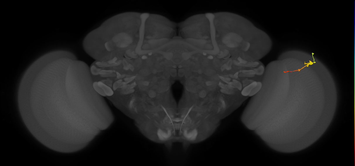 Tm2_R (MaleCNS:62462)