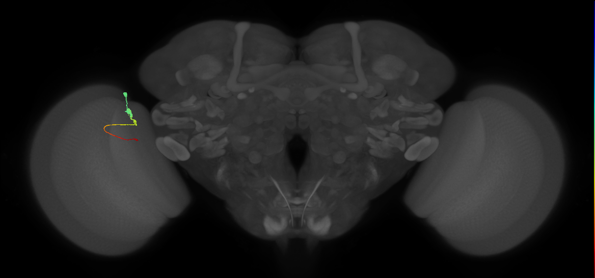 Tm2_L (MaleCNS:61483)
