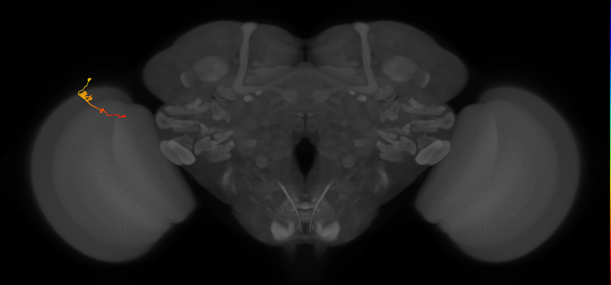 Tm2_L (MaleCNS:74006)