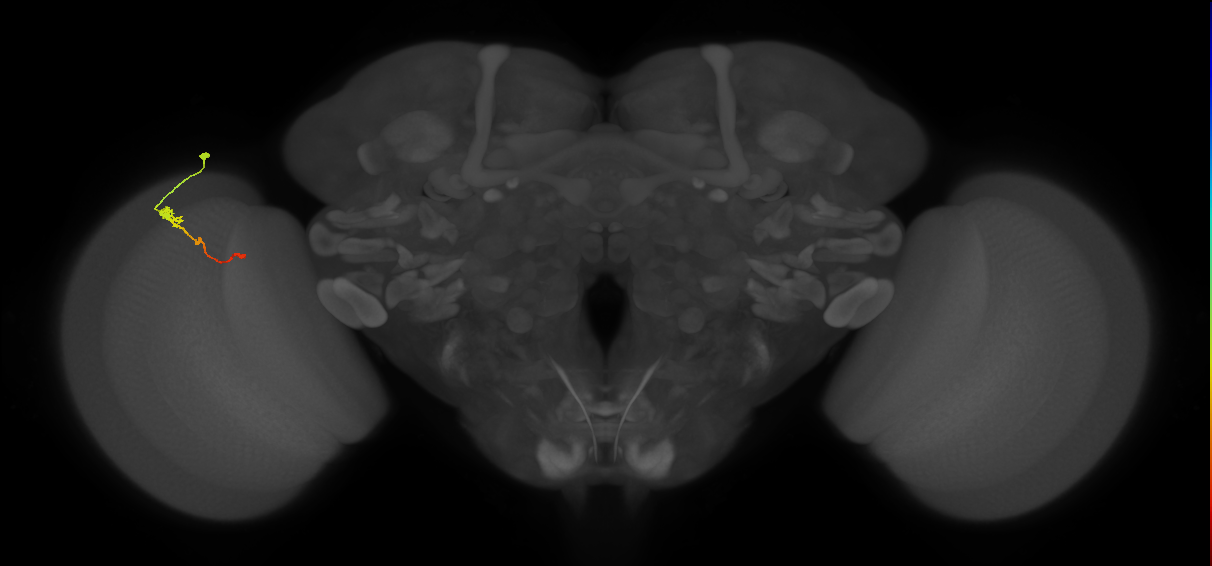 Tm2_L (MaleCNS:63226)