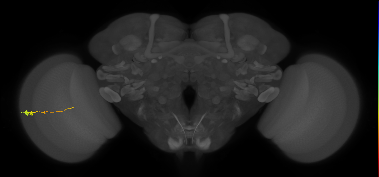 Tm2_L (MaleCNS:524497)