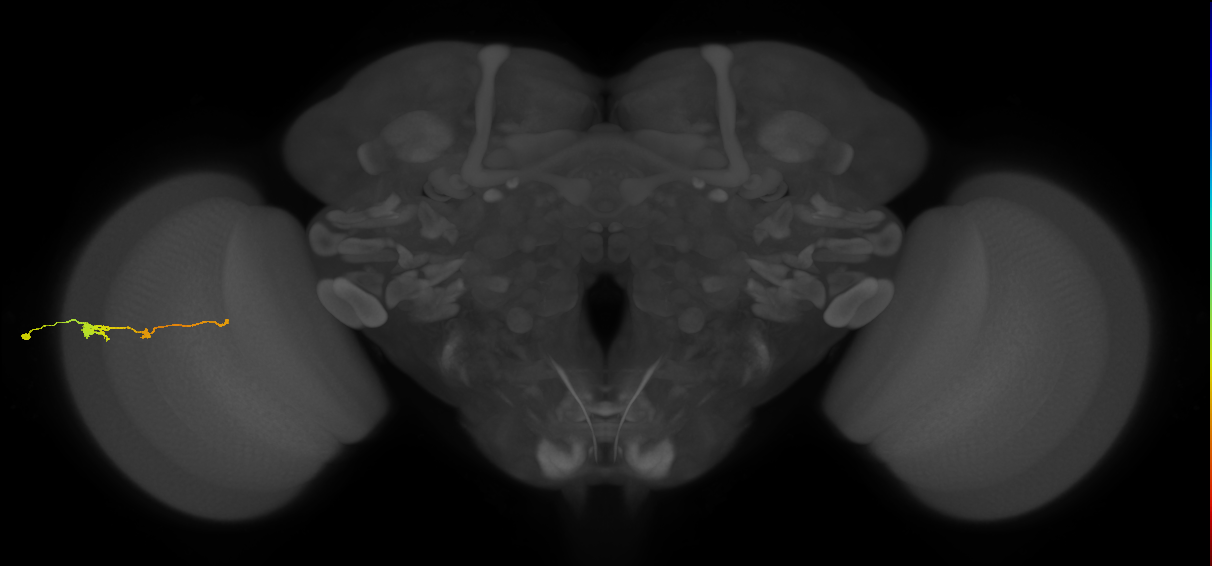 Tm2_L (MaleCNS:15969)