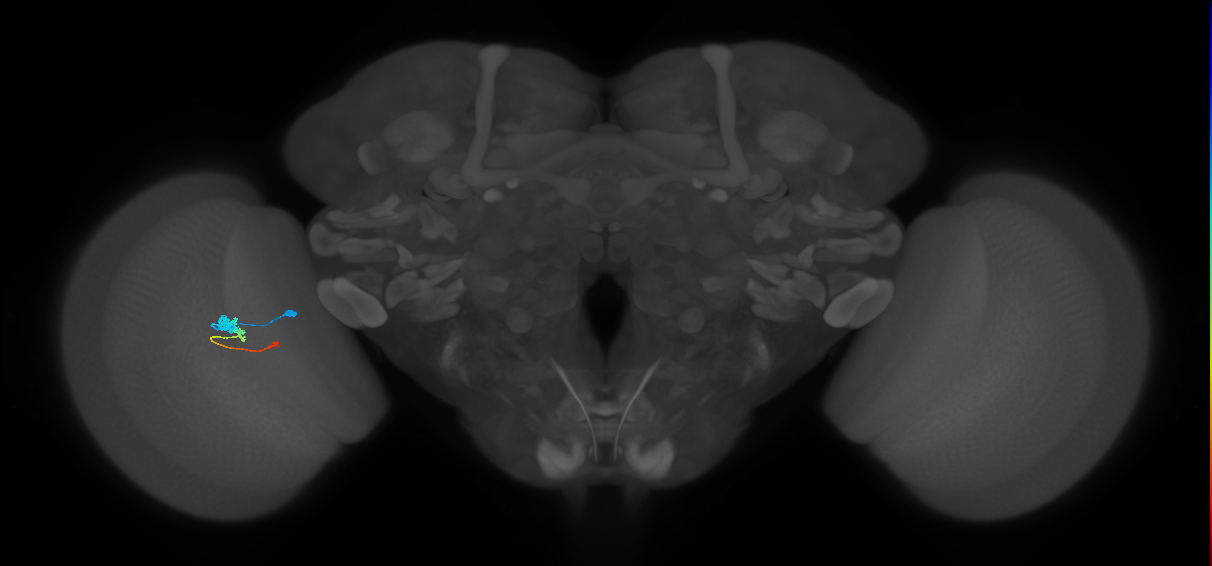 Tm2_L (MaleCNS:519741)
