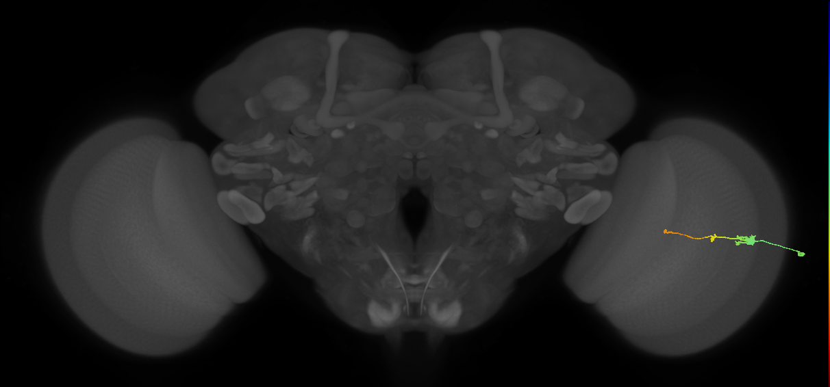 Tm2_R (MaleCNS:25995)