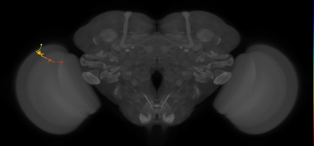 Tm2_L (MaleCNS:62588)
