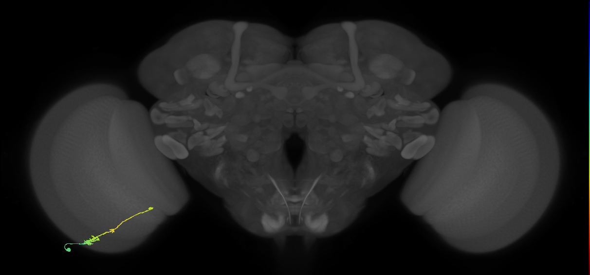 Tm2_L (MaleCNS:522945)