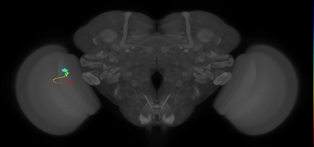 Tm2_L (MaleCNS:78564)