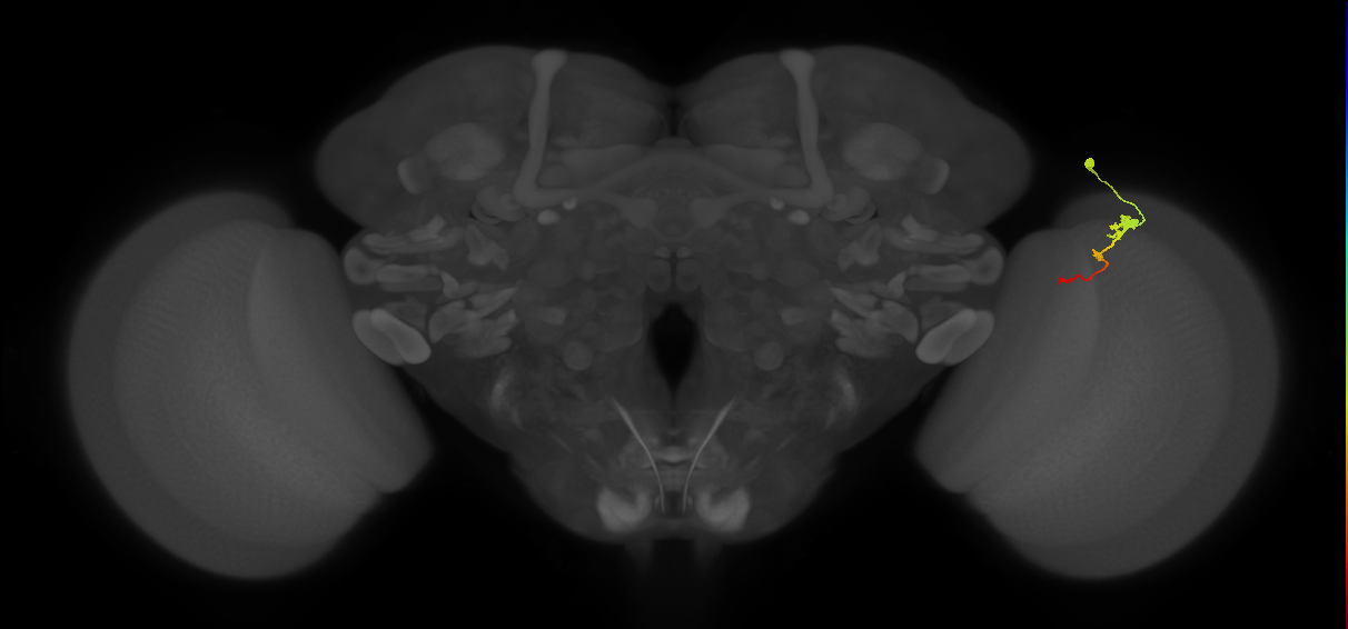 Tm2_R (MaleCNS:65418)
