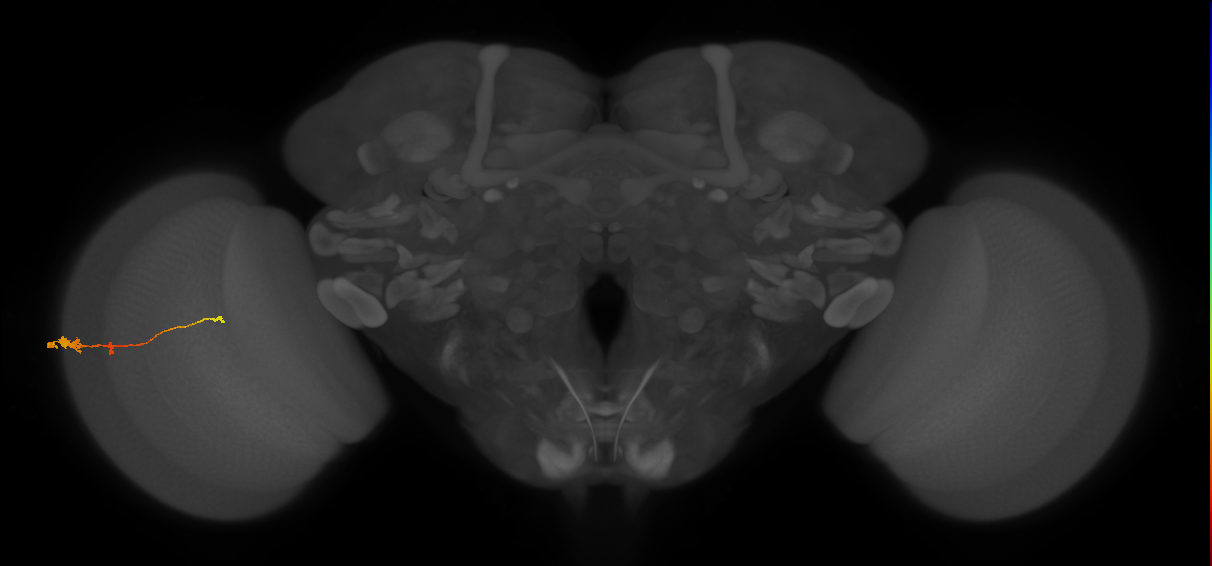 Tm2_L (MaleCNS:511964)