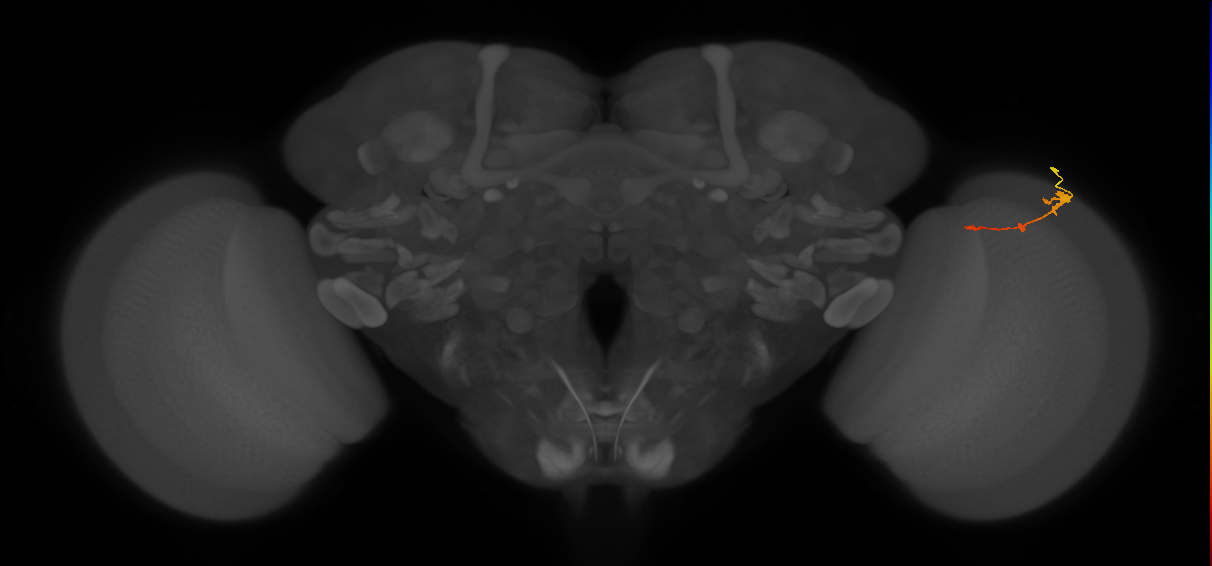 Tm2_R (MaleCNS:63559)