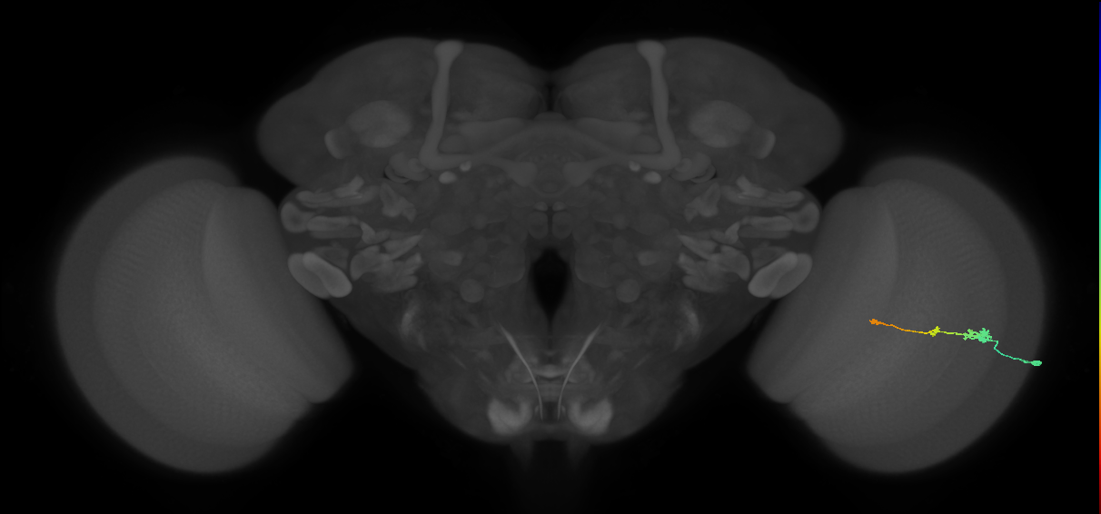 Tm2_R (MaleCNS:48997)
