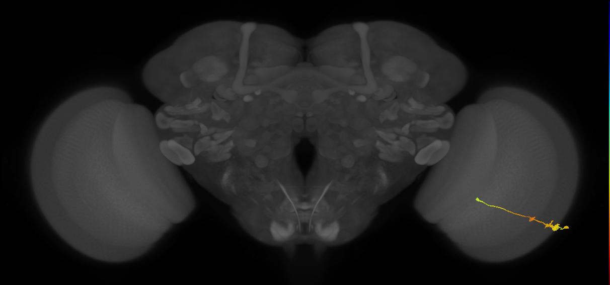 Tm2_R (MaleCNS:51402)