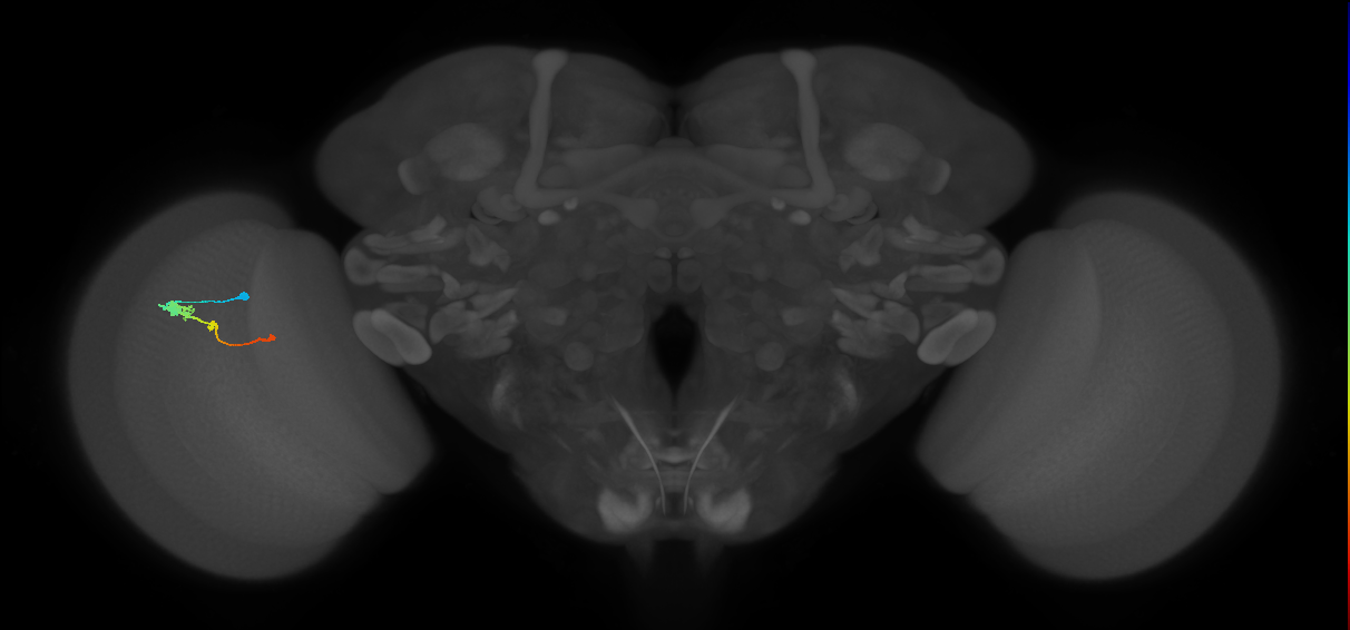 Tm2_L (MaleCNS:518242)