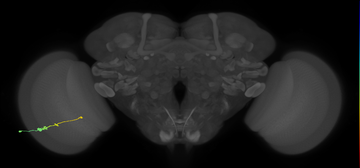 Tm2_L (MaleCNS:45290)