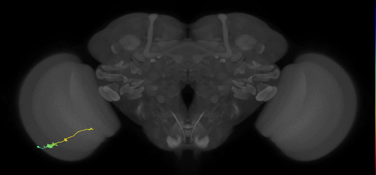 Tm2_L (MaleCNS:52752)