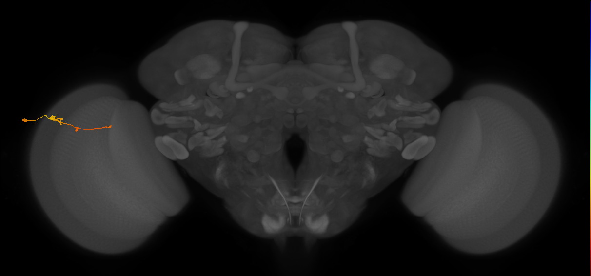 Tm2_L (MaleCNS:58125)