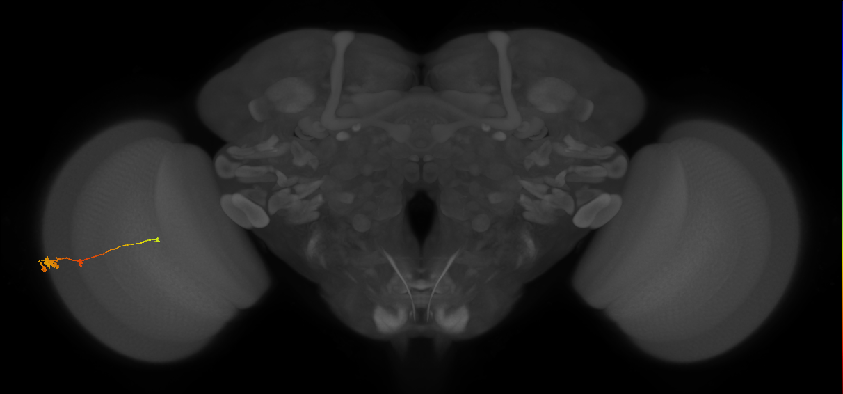 Tm2_L (MaleCNS:63987)